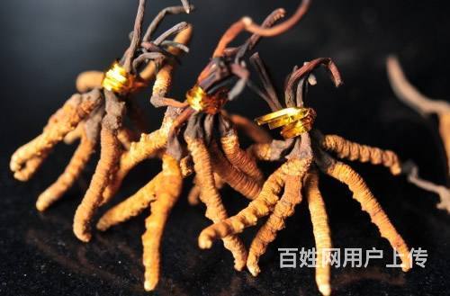 花都回收东方红冬虫夏草商家讲解