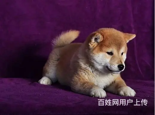 柴犬价格 赤红色柴犬 黑色柴犬 低价出售中  柴犬 - 图片 3