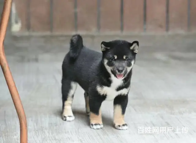 哪里有卖柴犬 出售纯种日本进口柴犬 - 图片 5