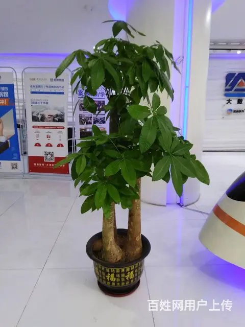 广州花草绿植租摆天河l办公室植物花卉租赁！ - 图片 3