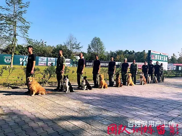 成都狗狗寄养-勇军宠物寄养 - 图片 3