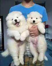 吕梁哪里可以买到萨摩耶，萨摩耶买一只要多少钱
