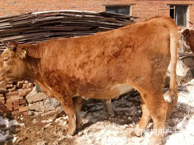 专业牛买卖经纪人 辽源牛买卖经纪人 - 图片 2