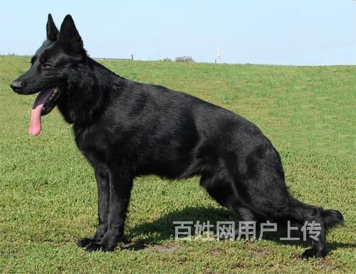 高動力血統東德牧羊犬幼犬多少錢一隻純黑色東德牧羊犬圖片