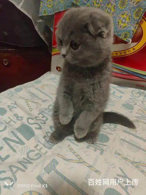 有需要蓝猫的可以找我 - 图片 1