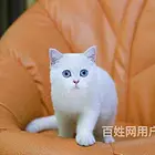 河南三门峡纯种银渐层幼猫价钱