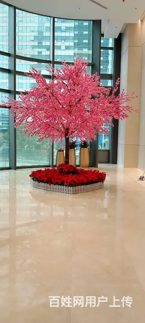 开业花篮鲜花绿植出租租赁绿萝发财树金钱树出租蝴蝶兰 - 图片 4