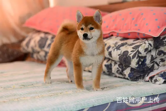 崇左哪里有高品质纯种柴犬幼犬出售 自家犬舍繁育 购 - 图片 6