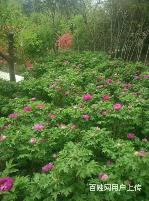 信阳董家河大量苗木花卉一手低价出售 - 图片 10
