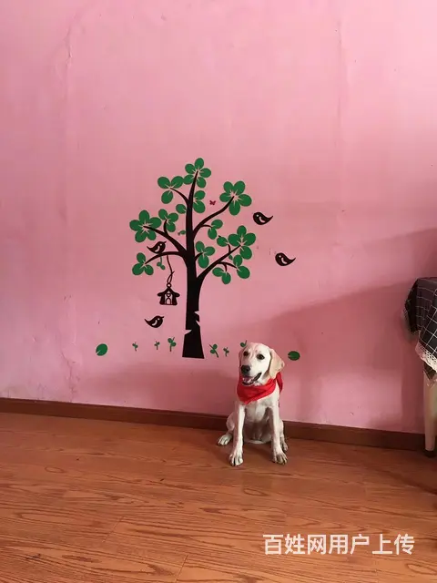 连锁学校训犬有保障，创造训犬训狗客户满意度 - 图片 7