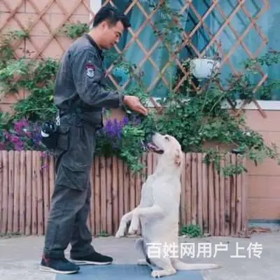 常州狗狗寄养训练，狗狗扑人怎么办 - 图片 3