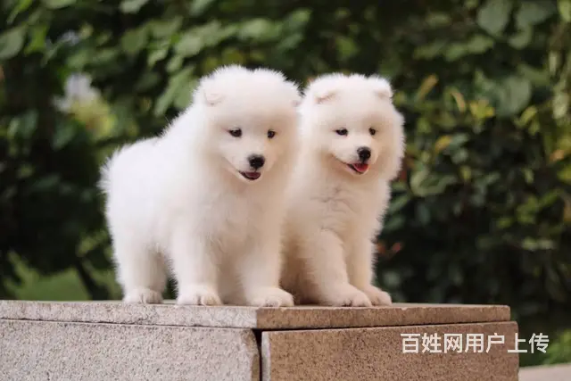 淮南 萨摩耶，二哈哪里有卖 哈士奇怎么养比较好 - 图片 6