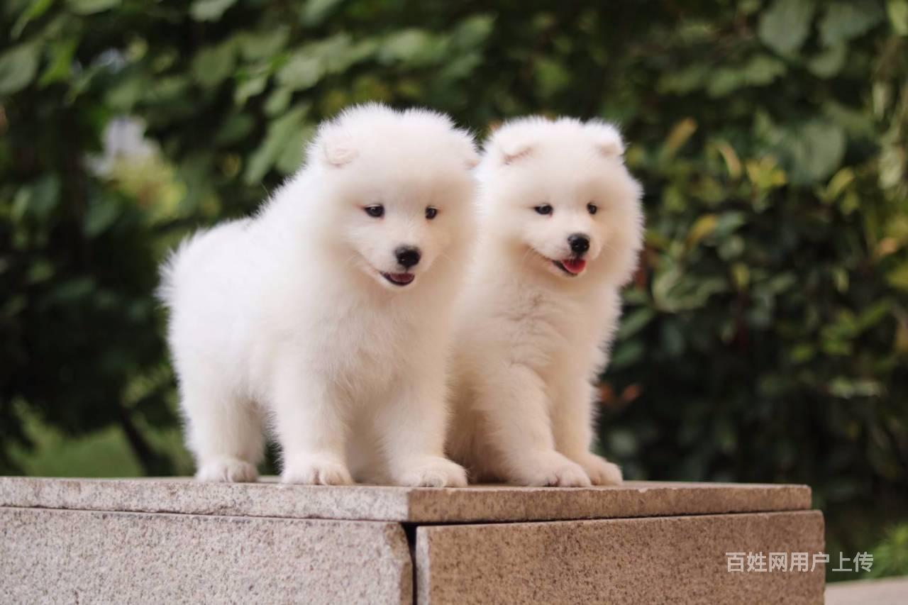 十堰 萨摩耶,二哈哪里有卖 哈士奇怎么养比较好