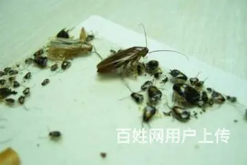广汉杀虫公司灭老鼠灭蟑螂 - 图片 2