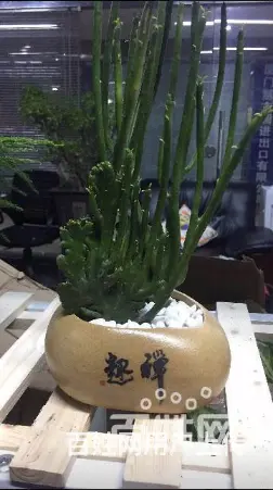 厦门园林绿化、厂区绿化设计施工、庭院绿化、花卉盆景 - 图片 5