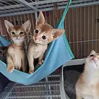 盐城哪里出售纯种阿比西尼亚猫的？阿比西尼亚图片