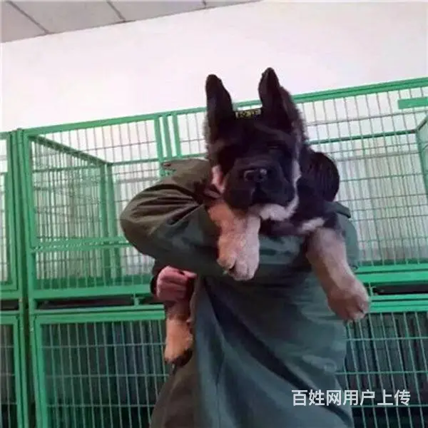 吕梁德牧专卖的地方|德牧纯种批发 - 图片 3