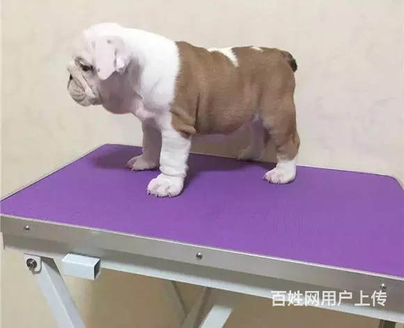 天门【十年老店】常年繁殖优质血统英牛幼犬 - 图片 2