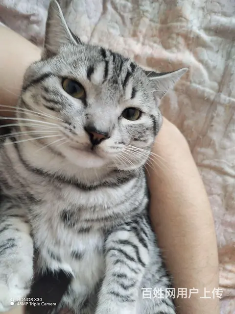 猫 - 图片 1