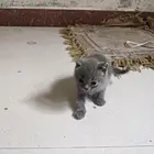 出售大小蓝猫