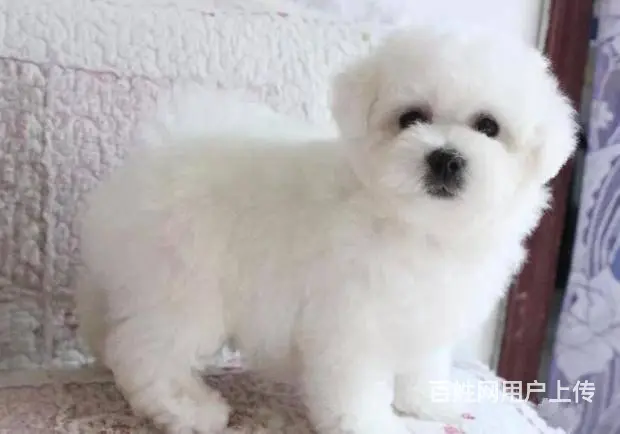 出售纯种赛级比熊犬 终身售后三包 - 图片 1