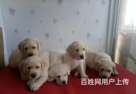 承德拉布拉多怎么卖 保健康 疫苗齐全 - 图片 2