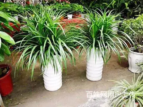 花卉苗木 - 图片 7