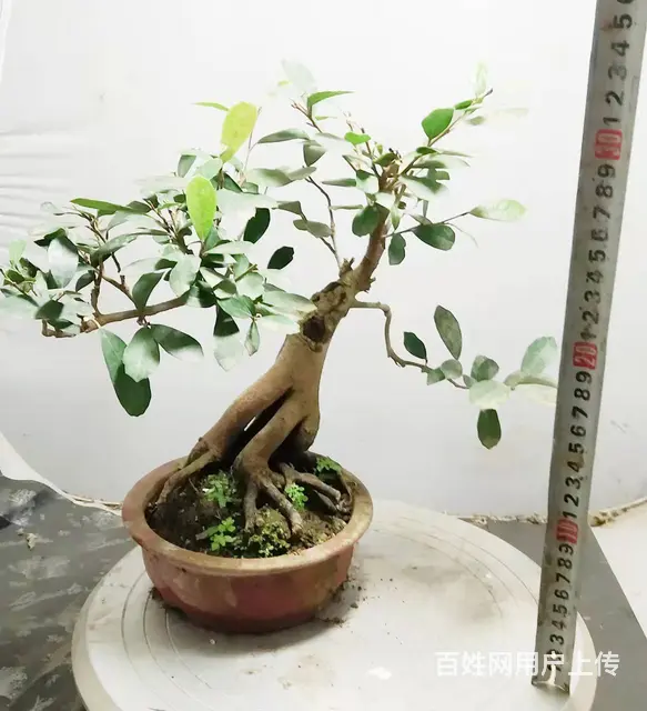 杨世毅先生武汉盆景假山专业设计制作德聚缘花木商务师 - 图片 3
