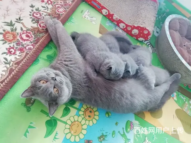 英短蓝猫成母出售定金200 - 图片 3
