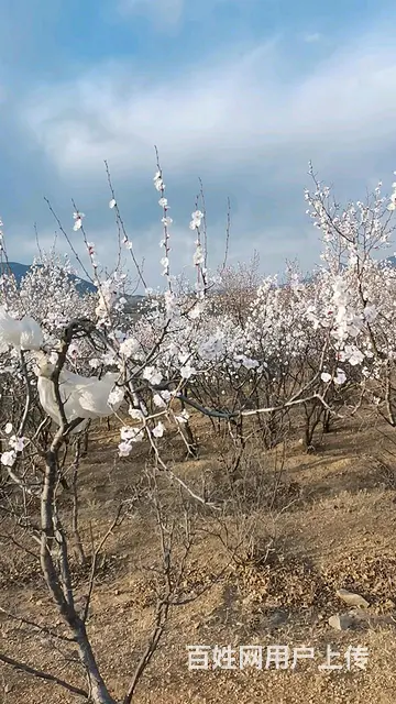 出售荒山25万 - 图片 2