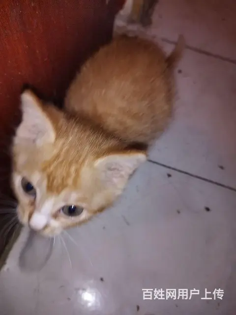 自家小奶猫免费赠送 - 图片 3