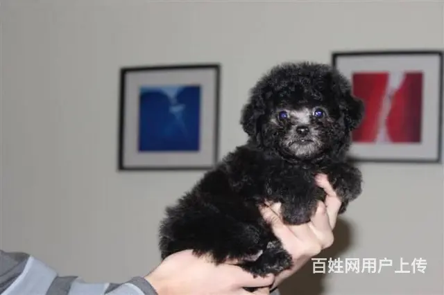 专业繁殖出售纯种 泰迪熊 玩具型 茶杯型 颜色齐全 - 图片 2