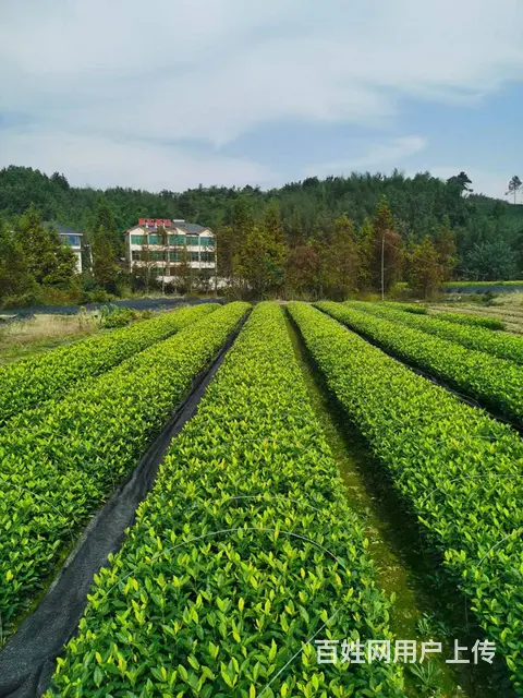 黄金叶茶苗 源头直销 安吉黄金芽 价格面议 - 图片 4