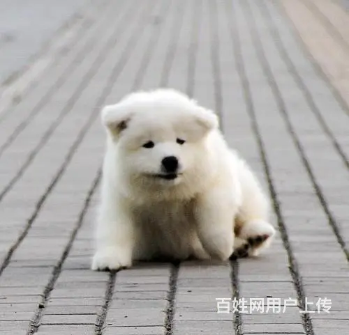 沈阳哪里有基地直销澳版熊版微笑天使萨摩耶幼犬大骨量 - 图片 2