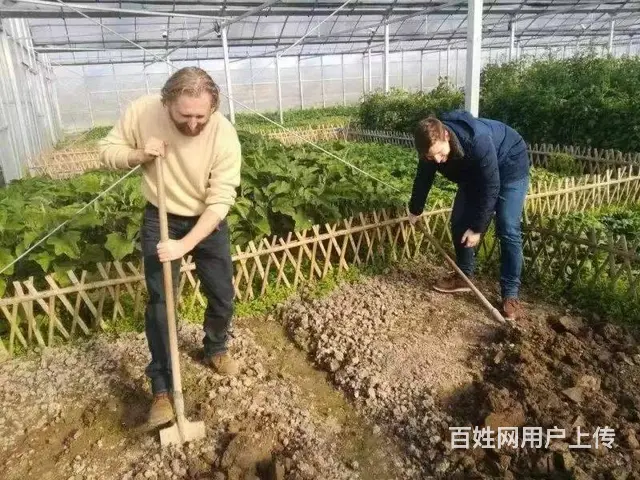 山东日照出国劳务澳大利亚果蔬农场采摘工种植工包装工 - 图片 4