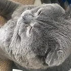 折耳猫