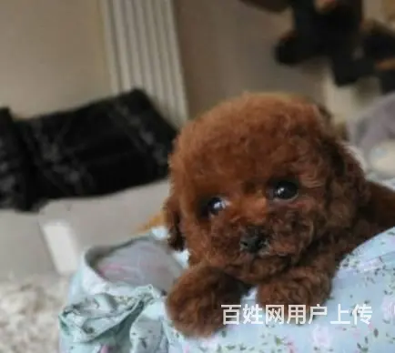 小体韩国赛级茶杯泰迪犬 精美玩具泰迪熊宝宝 - 图片 8