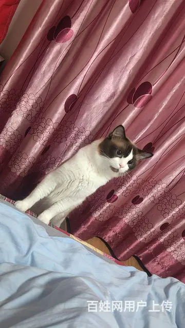 布偶猫配种 - 图片 6