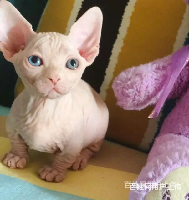 常州纯种无毛精灵猫一手出售 - 图片 12