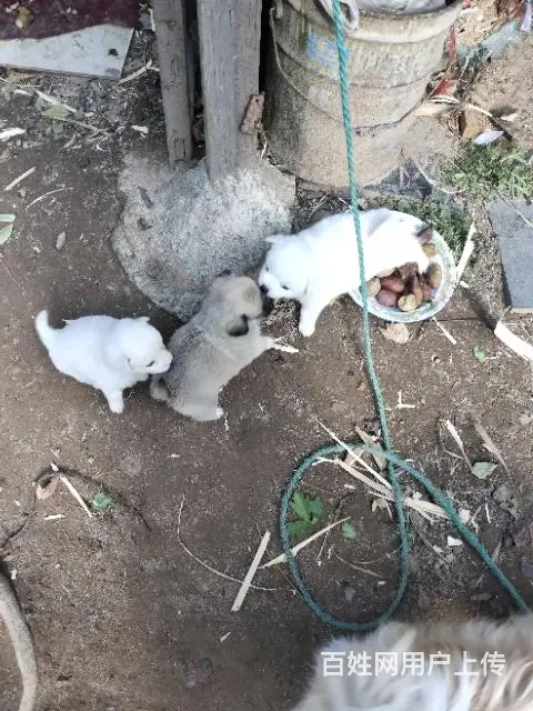 小狗赠送 - 图片 6