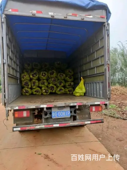 蓝牌车 - 图片 1