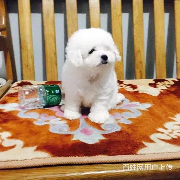 红河纯种比熊去哪儿卖▲纯种比熊犬舍的图片