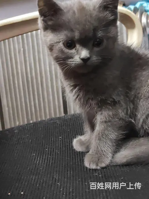 英短猫自己家猫生的。 - 图片 7