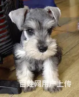 广州买狗首选推荐 正规犬舍纯种迷你雪纳瑞犬多只待售 - 图片 9