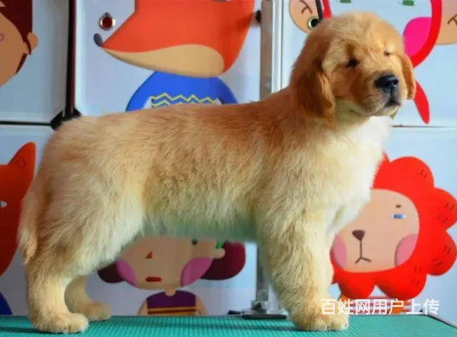 金毛幼犬多少钱一只 纯种金毛幼犬价格 双血统金 - 图片 1