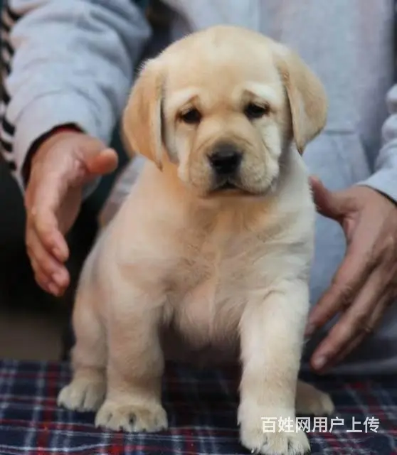 拉布拉多有什么颜色30天包退换签协议 - 图片 1