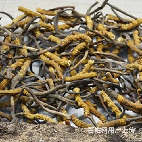 泉港冬虫夏草回收近期价格表 - 图片 2
