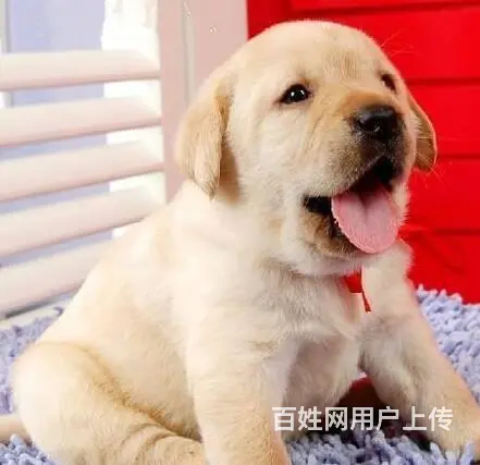 拉布拉多有什么颜色30天包退换签协议 - 图片 2