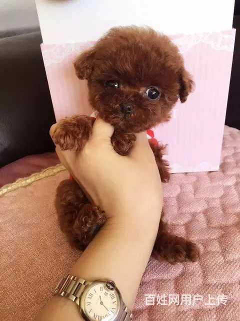 精品泰迪犬 保健康CKU认证品质绝对保障 - 图片 1