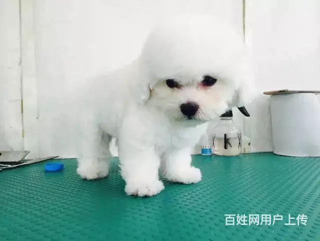 天门比熊犬舍位置 本地比熊犬舍地址在哪儿 - 图片 11